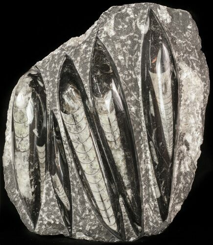 Polished Orthoceras (Cephalopod) Plate - #47989